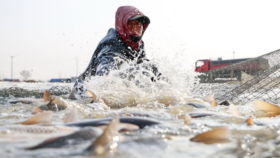 丰南：冬日捕鱼供应节日市场