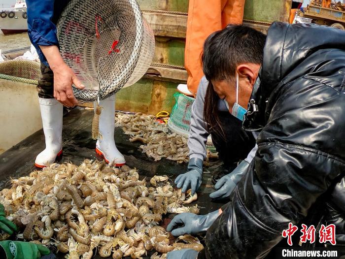 唐山市丰南区黑沿子镇码头渔民在整理休渔前最后一网捕获的海鲜。　崔光 摄