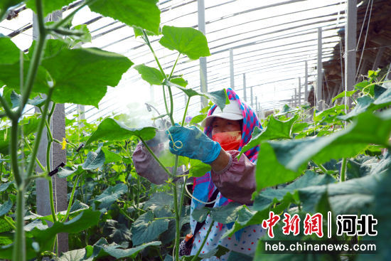 滦南县佳禾蔬菜种植合作社的工人们在为黄瓜喷花。 刘兰伟 摄