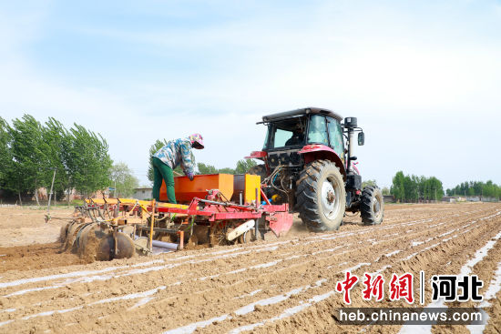 滦南县程庄镇前刘村的村民正在种植花生。 刘兰伟 摄