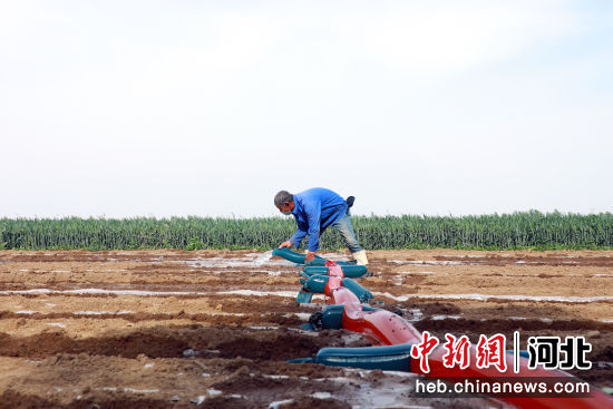 滦南县程庄镇潘家戴庄村的村民正在为花生浇水。 刘兰伟 摄