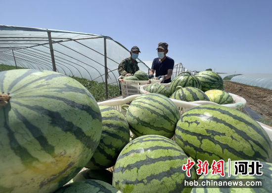 河北省唐山市丰南区尖子沽乡西瓜种植基地内，瓜农们正在搬运成熟的西瓜。 赵亮 摄