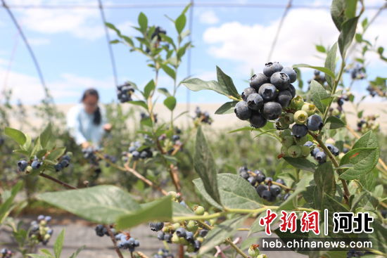 河北省唐山市丰润区丰润镇新杨庄村的农民在大棚里采摘蓝莓。 朱大勇 摄
