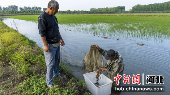 曹妃甸区四农场聚享合作社社员正在查看稻田蟹的长势情况。季春天 摄