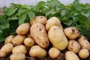 小土豆种出“大钱景”