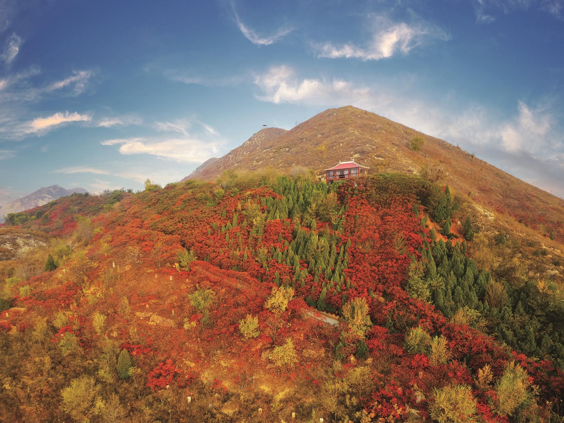 任伟：绿化荒山 造福家乡(图2)