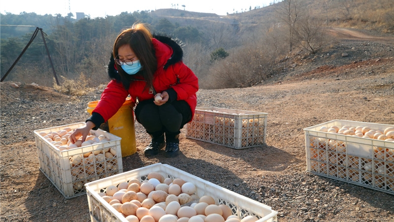 新春走基层丨迁安：富硒鸡蛋成为助农增收的“金蛋蛋”