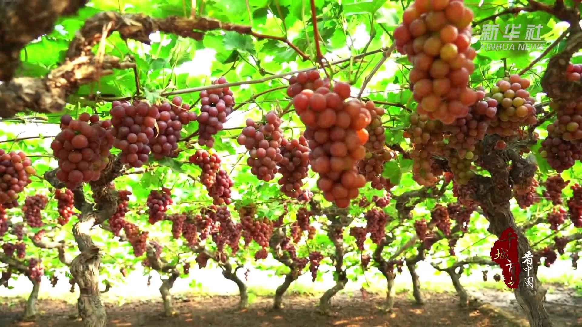 河北滦州：大棚葡萄熟了