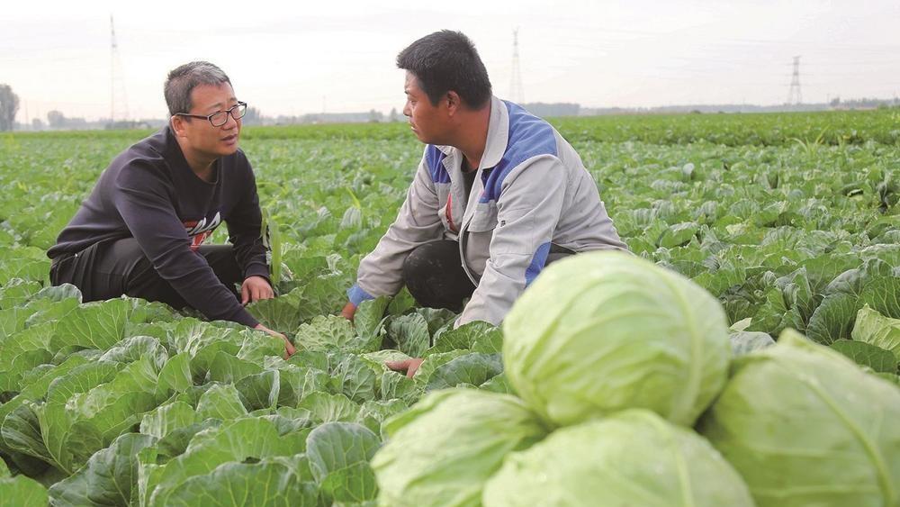 唐山师范学院蔬菜遗传育种与生物技术研究团队：十年磨一剑 育出新甘蓝