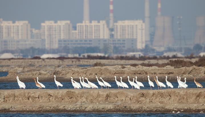 ​国家一级保护动物白鹤驻足曹妃甸湿地