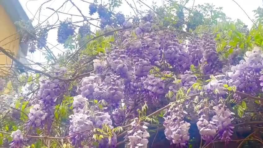 遵化市惠營房村：紫藤花開香滿村 眾志成城換新顏