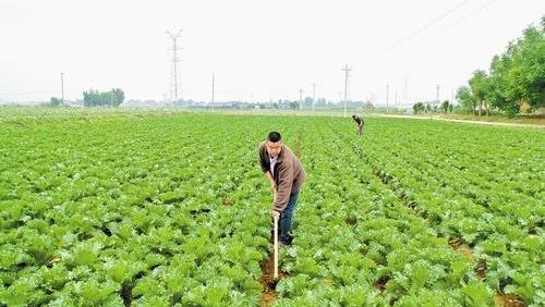 冬菜改春种 增收有高招