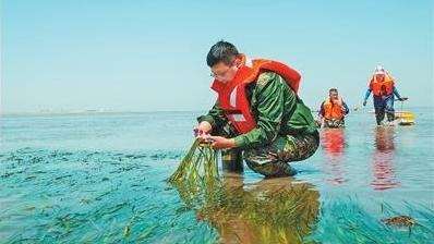 我国现存单种连片面积最大的海草床生态修复持续推进