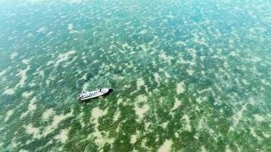 ​《光明日报》报道唐山丨在渤海湾种出一片“海底草原”