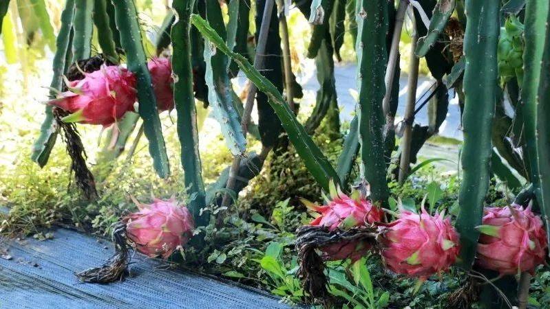 滦南坨里镇：“南果北种”结出乡村振兴“金果”