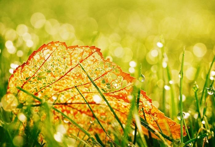 《秋语》 李昊天摄.jpg 《秋语》 李昊天摄.jpg