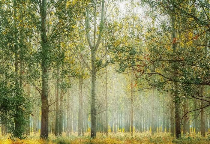 《晨晖》李昊天摄.jpg 《晨晖》李昊天摄.jpg