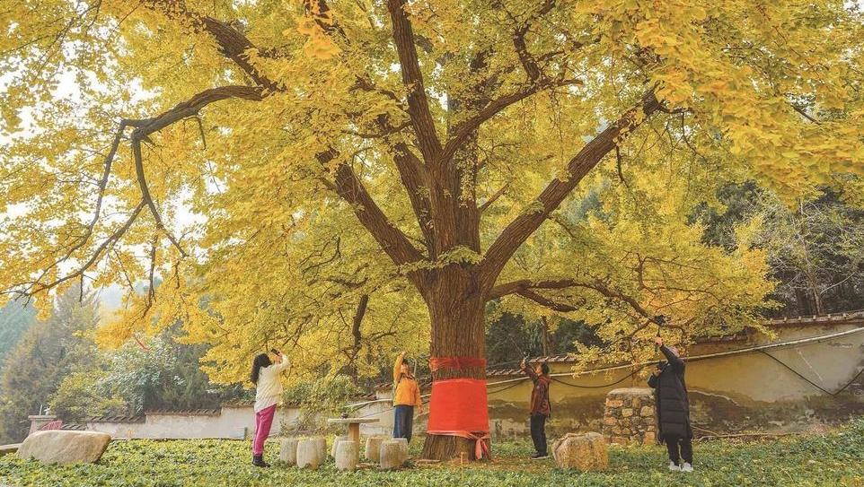 古银杏进入最佳观赏期