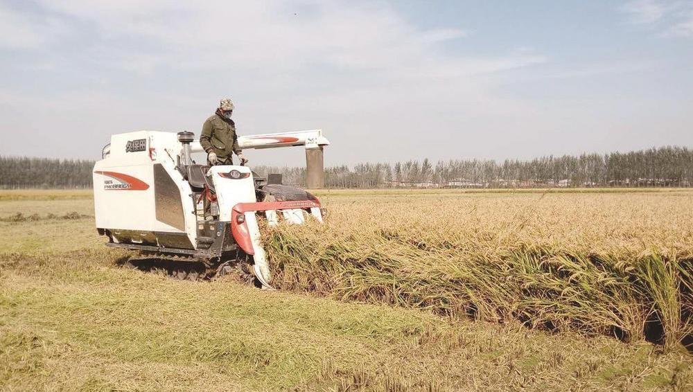 盐碱地上稻浪如画