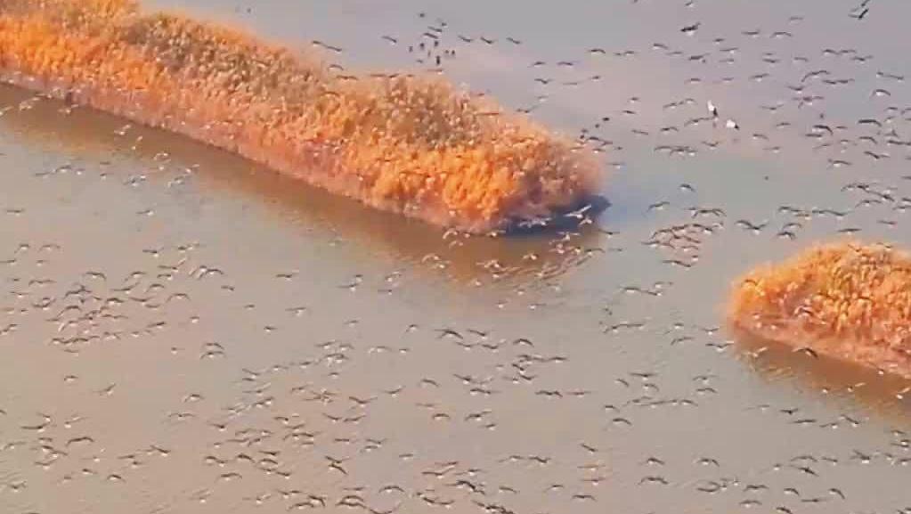 曹妃甸濕地：鴻雁與初冬的詩意邂逅