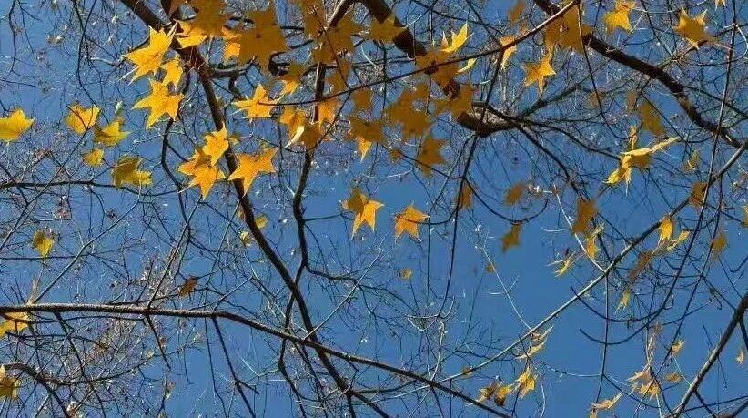 唐山市气象台发布大风预警