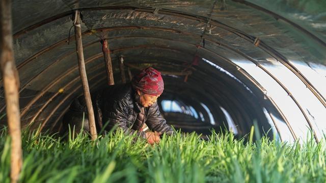 唐山滦南：韭菜迎丰收 田间地头收销忙