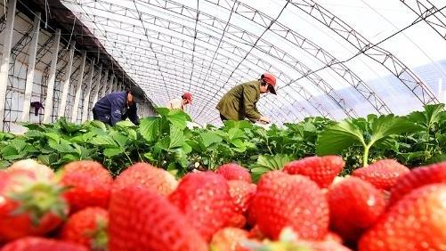 唐山:年节到,乐亭果菜卖得火