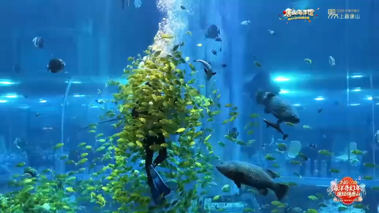 唐山海洋馆，把年味藏进深海！