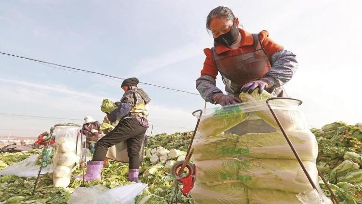 品牌化发展赋能菜农增收