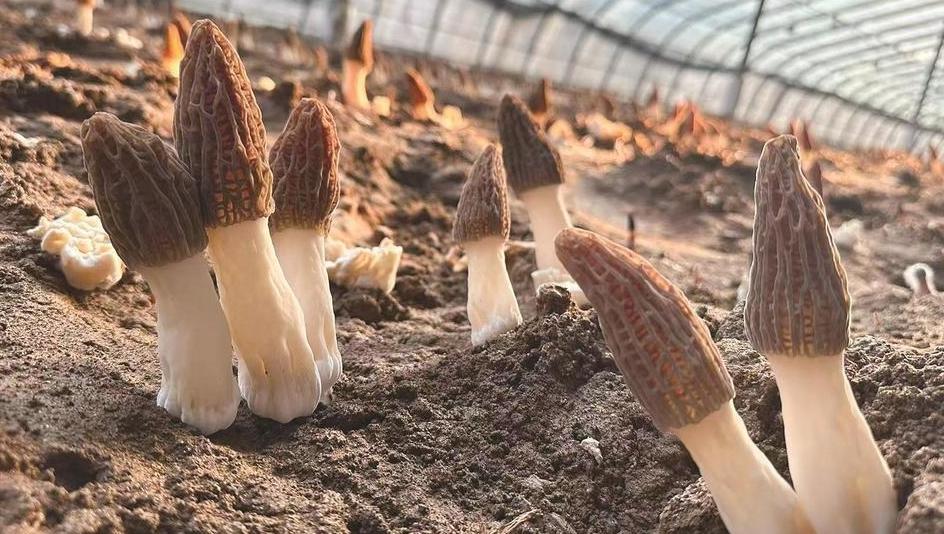 遵化羊肚菌即将进入采摘期