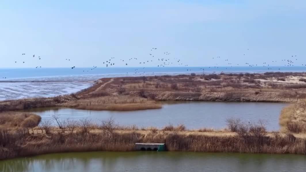 微视频｜春至海岛 候鸟赴约