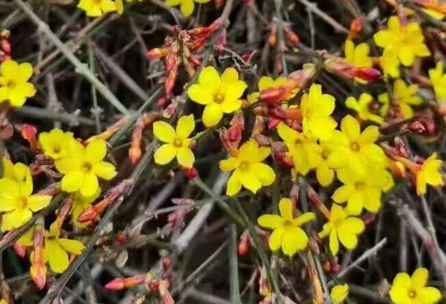 18℃！唐山升温持续！