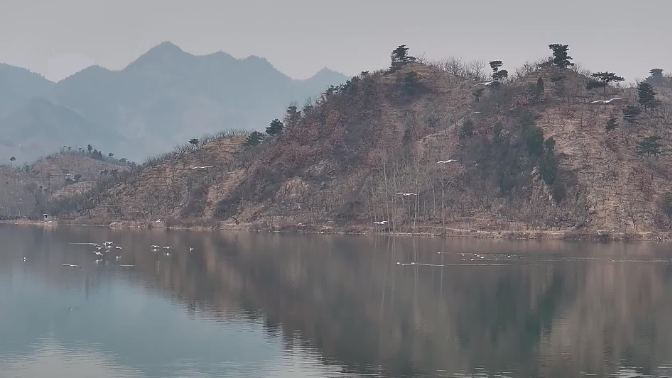 遵化：候鸟云集 绘就生态和谐美景
