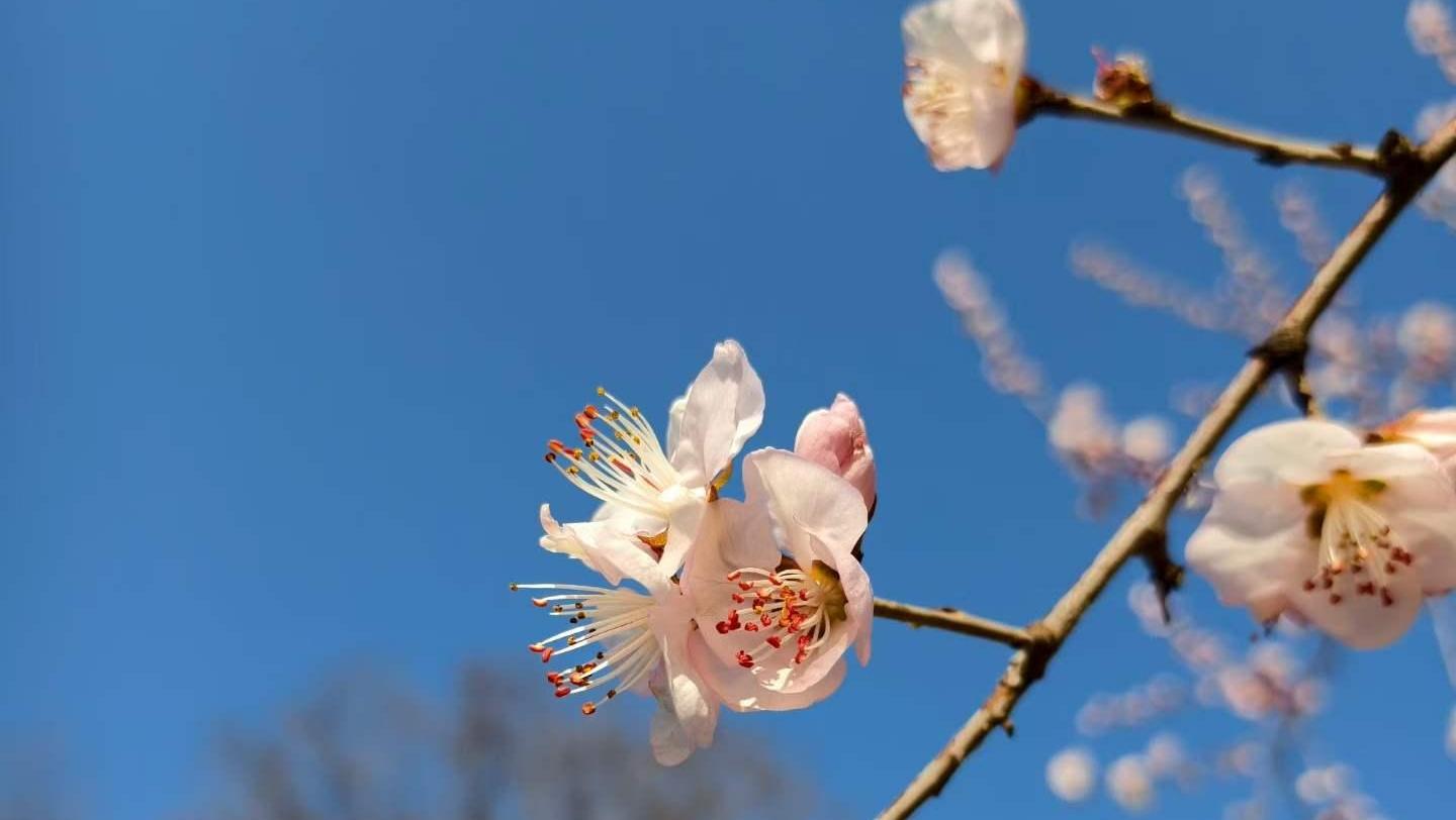 唐山气温将升至24℃!