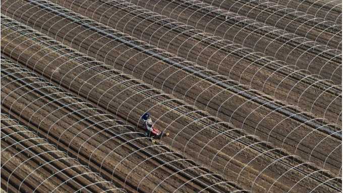 唐山：从一粒种到年产值超十亿 “小生姜”写出融合发展“大文章”