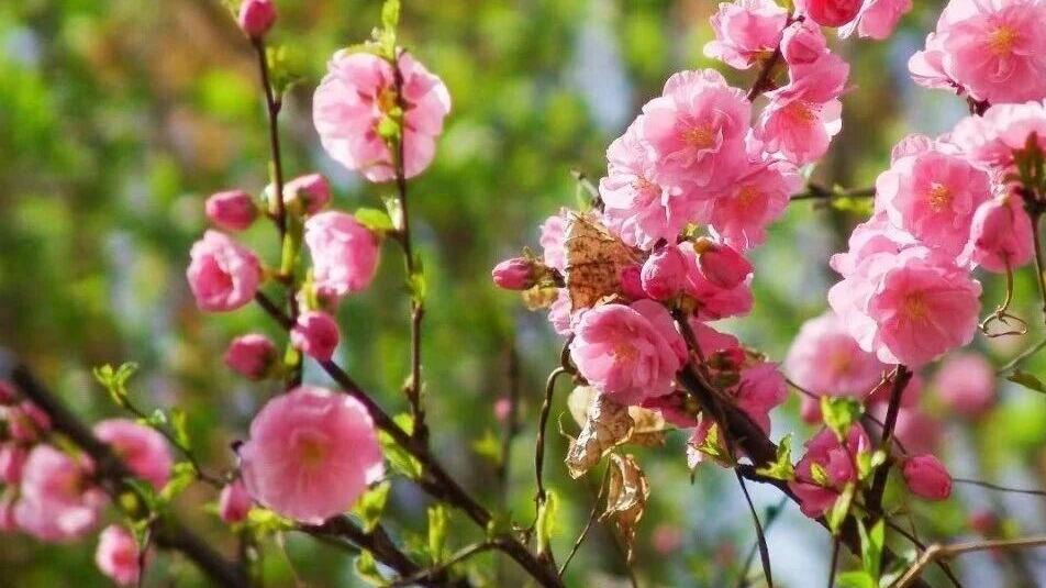 清明假期唐山天气预报来了！