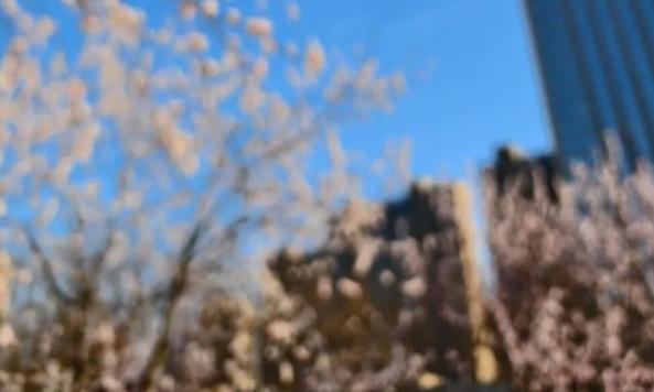 预计4月15日左右，唐山进入杨絮飘飞期