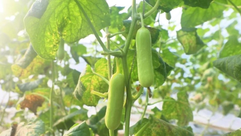 迁安:春日大棚绿意浓 设施蔬菜促增收