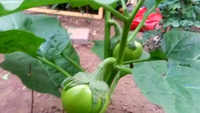 唐山劳动日报第十一届太空蔬菜家庭种植大赛5月1日启动