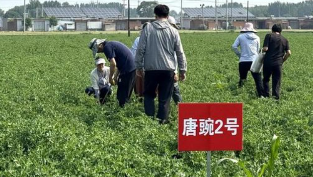 唐山鲜食豌豆全程机械化种植模式引来“取经人”