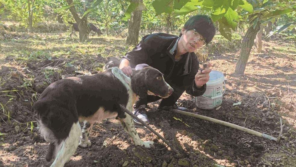 唐山市农科院推广“块菌保育促繁”技术 黑松露有望成为燕山林下经济新引擎