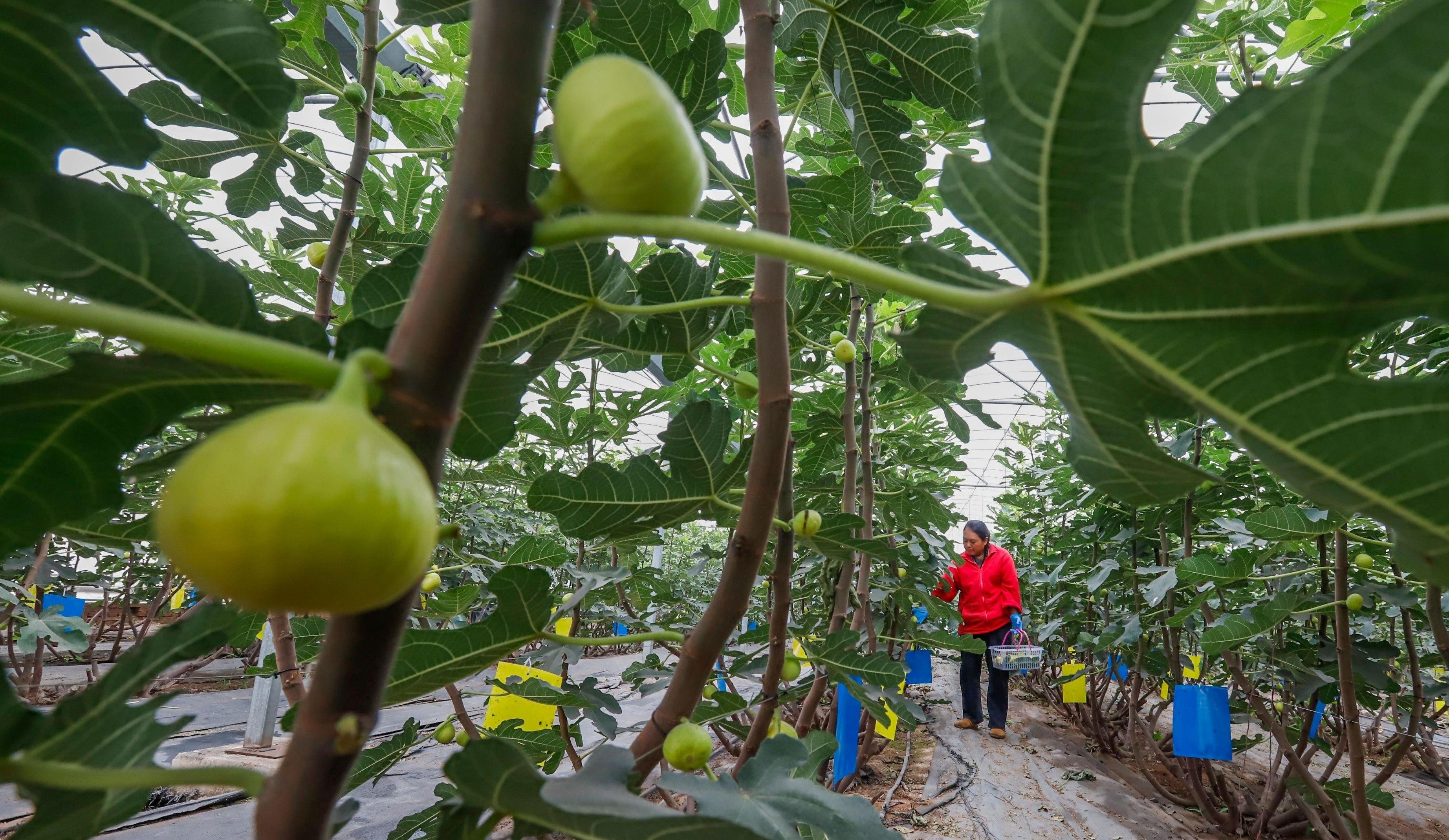 唐山开平:无花果种植铺就致富路