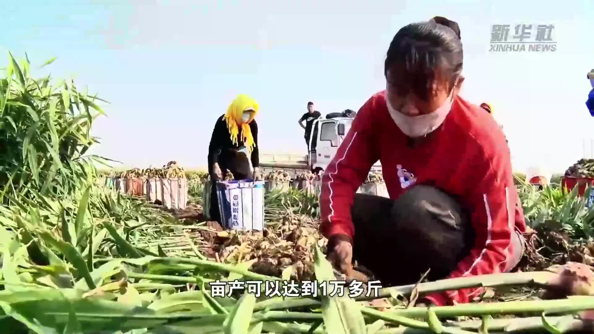 河北丰润：生姜采收正当时